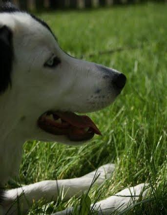 I am Titanic, a Border Collie. I like to play football and play with @Juna_The_Cat My birthday is on the 15th. of April! Oh, and I am a #newdog and a #freecat