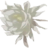 AmaranthChez's profile image