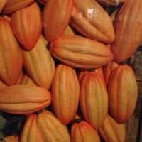 Consejo Cacaotero (@consejocacao) 's Twitter Profile