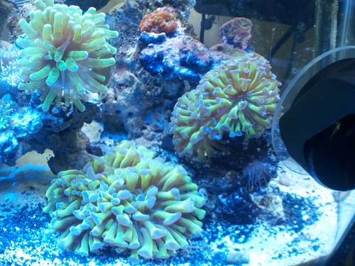 trumptitan's profile picture. 