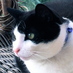 Zwart/Wit ⚫️🔵⚫️ (@vermistzwkater) Twitter profile photo Zwart/Wit ⚫️🔵⚫️ (@vermistzwkater) Twitter profile photo