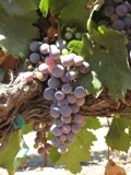 Semi-professional in wine, food, & travel. Sharing thoughts, opinons, recommendations & random moments of creativity.