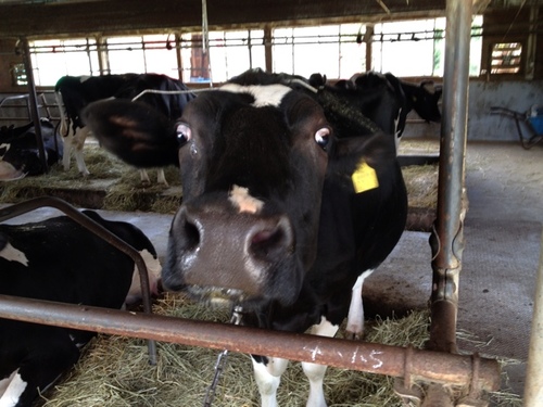道北出身、関東在住の地味なコンササポです。写真は、実家の乳牛です🐮