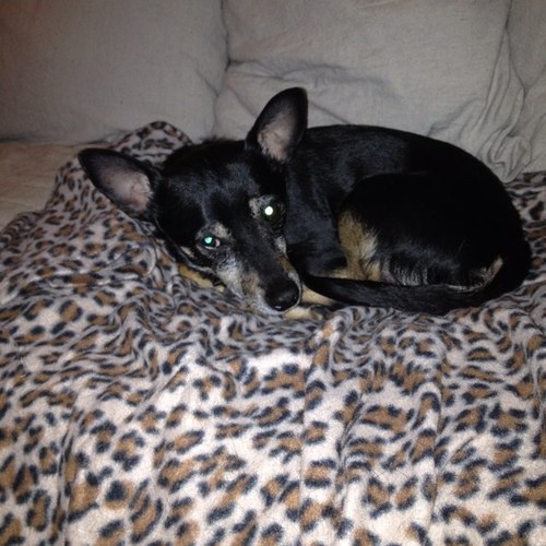 paisleypenguin's profile picture. Essentials to life; my tribe, geocaching, books, my dog & cat, beer, a good dirty martini.