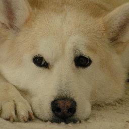 piedrafrio's profile picture. Old dawg learning new tricks