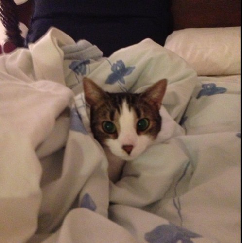 sarahisthelaw's profile picture. In-house attorney. likes laughing and character-building exercises. Tweets are mine and mine alone.