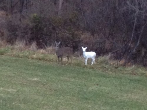 Whitey1313's profile picture. General Manager at Grand Vue Park in Marshall County West Virginia, just outside Moundsville.