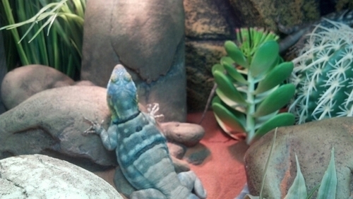 Joecraymd's profile picture. Worked in the Pet industry for over 30 years....