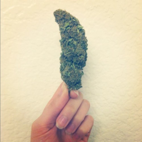 HydroHolistics's profile picture. Hydro Holistics is O.C's non-profit medical marijuana delivery service featuring the finest strains Indica and Sativa.