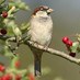 Little sparrow❤️💛🖤🌈🌏🇺🇦, (@littlesparrow9) Twitter profile photo Little sparrow❤️💛🖤🌈🌏🇺🇦, (@littlesparrow9) Twitter profile photo