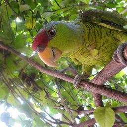 I am Lilac-crowned Amazon,my name is Dollar, I live in Mexico. Please follow me :)