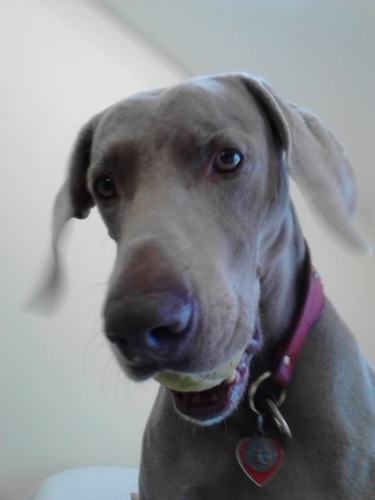 Schmoochieruns's profile picture. 