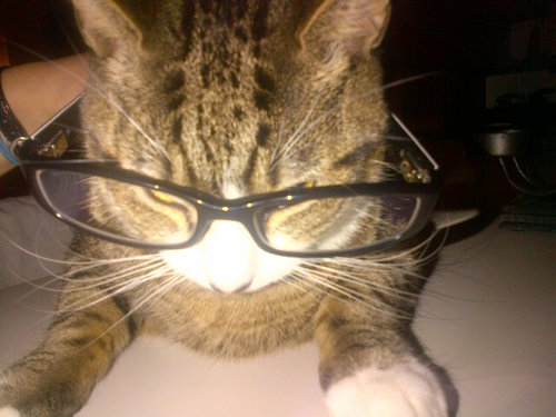 I'm Tilly, a ½ Bengal rescued girl-cat. I live wiv big sisfur Tabbi, baby brofur Dali- @dapperdali & mummy @Nmaciejewski! ♥ brofur Jazz #OTRB