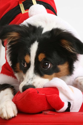 My name is Winnie The Pooch. I'm a Female Mini Australian Shepherd born 5/13/2011. I'm very outgoing, and I love that my humans signed me up to tweet.