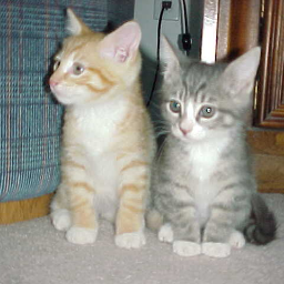 Conservative,Ex-Democrat living in a Blue State, Married to a Car Guy. I speak Cat.