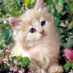 ManalBahgat's profile picture. 