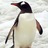 pinguin