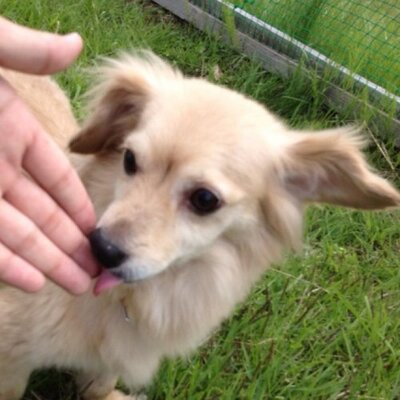 スパーキー ギャグかと思った小池百合子さんの公約 子供食堂の活用って本当に言ってるw 自民が支援削減したから都民の善意で始まった 子供食堂の活用 ってw それ政策なのか