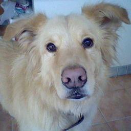 TsuboDog's profile picture. I'm a dog....Strange to be having Twitter, right? Yeah, I know...Well, my mum made me.