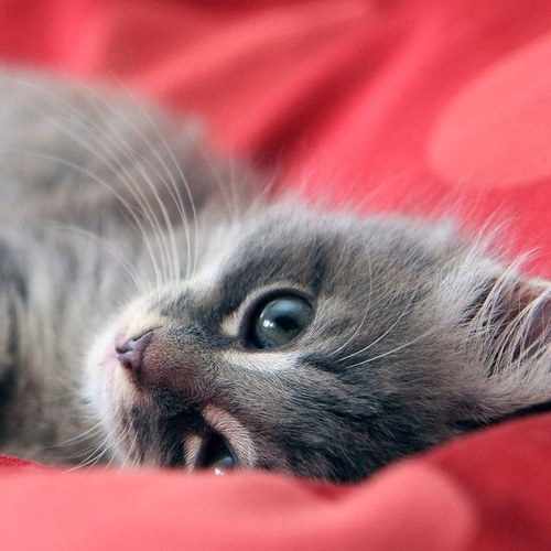 lynne_lilly's profile picture. 