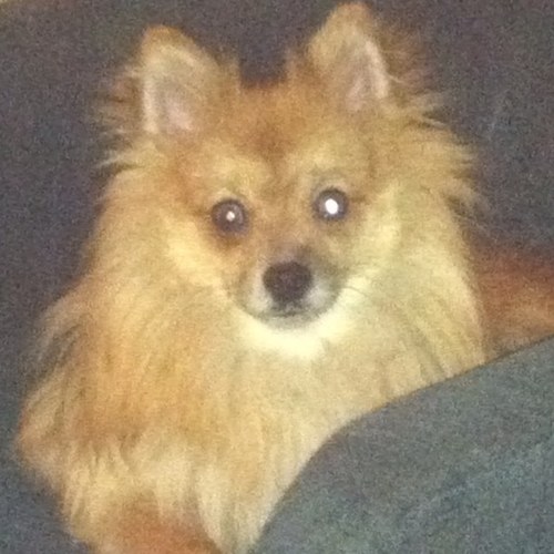 stevie85716's profile picture. I am DA NANA!!