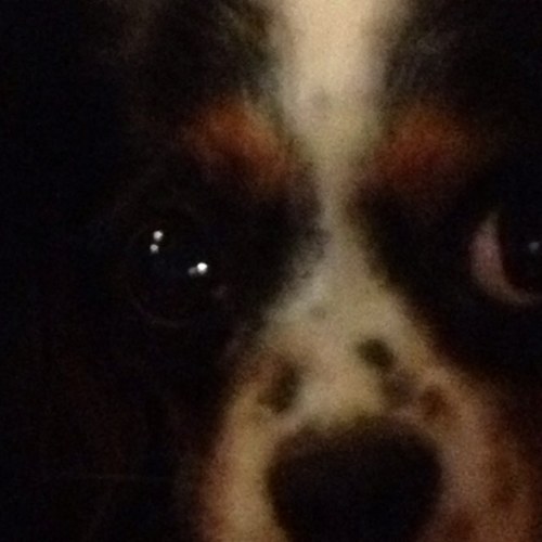 A loved family puppy Cavalier. Only problem is the House Master - lets just say we dont get along. Follow my antics!!