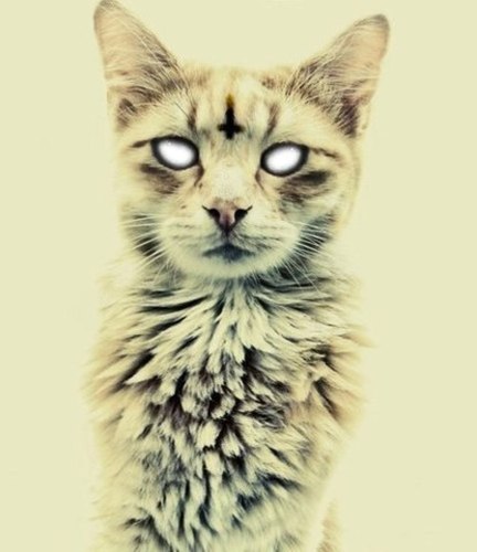 The_citrys's profile picture. 