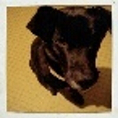 茨城県迷子犬リスト Suzieee Meiko Twitter