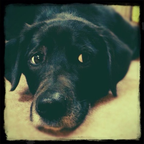 ミニチュア黒ラブって感じの雑種犬と暮らしてました。2024年10月煙になって青空を駆けて行きました！