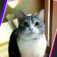 ヒィタン◡̈⋆ (@hmhm6) 's Twitter Profile