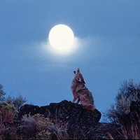 Me  howling at the moon.
I share my birthday with William Shatner, George Benson, Andrew Lloyd Webber, Rick Harrison and Reese Witherspoon.