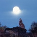 Peyote Coyote (@peyotecoyoteaz) Twitter profile photo