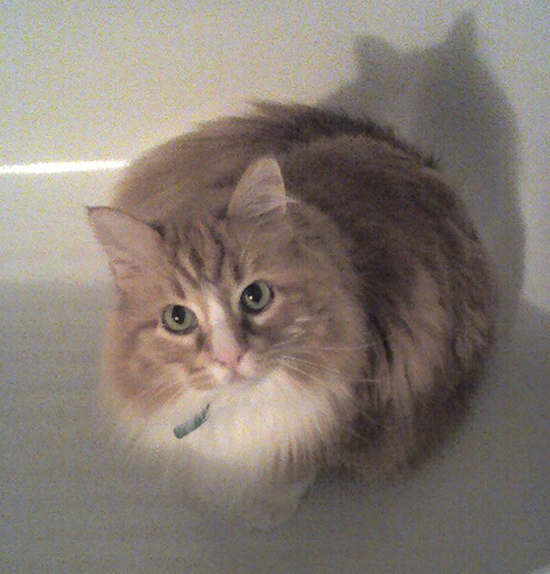 sneezy1981's profile picture. 