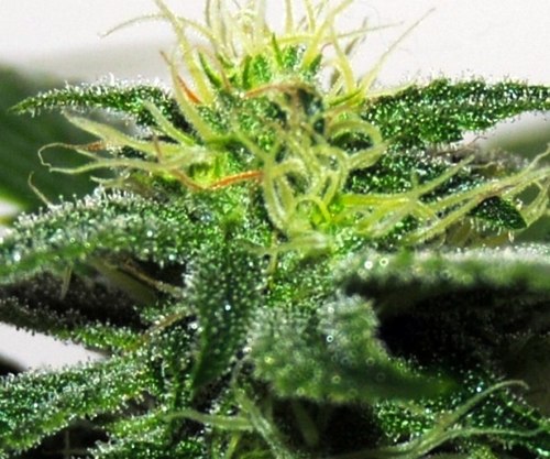 DrFliGrowShop's profile picture. El Grow Shop de Dr.Fli