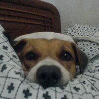 Anung Ging (@anungging) 's Twitter Profile