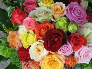 Tree17Star's profile picture. 