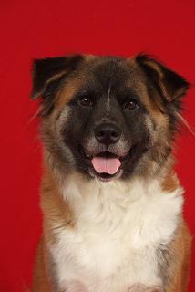 Save My Pet is being created in Molly's memory to assist unemployed, elderly or indigent pay for life threatening injuries or illness to their pet.