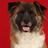 SaveMyPetPayThe's profile image