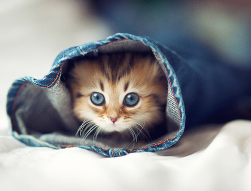 Dagelijks de liefste kitten afbeeldingen! Reweet ons en onze plaatjes! Als je dit nu leest klik op de volg knop hier naast! :)