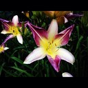 Larry Dove - @DoveUmdloti - Twitter