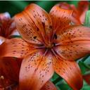 Lilly - @lilly_williams7 - Twitter