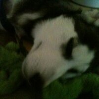brandon sharpe (@alucardsharpe) 's Twitter Profile