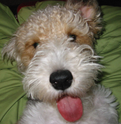 JakePlacidDog's profile picture. Stuff that Makes Dogs Happy. Our store in the Adirondack village of Lake Placid, NY carrying fun stuff for dogs & cats, paw-picked by Jake the dog.