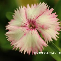 #Photography #Macro Photographer: Brandon Lewis Facebook page: http://t.co/T7bGQtoj I'm a 14 year old amateur photographer.