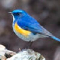 Tarsiger (@tarsigerteam) 's Twitter Profile Photo Tarsiger (@tarsigerteam) 's Twitter Profile Photo