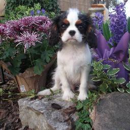 AKC Breeder of Merit. Focusing on Petite/Miniature/Standard Cavalier King Charles health and structure since 1999. Owner https://t.co/P3n0yRGz, homeopathy