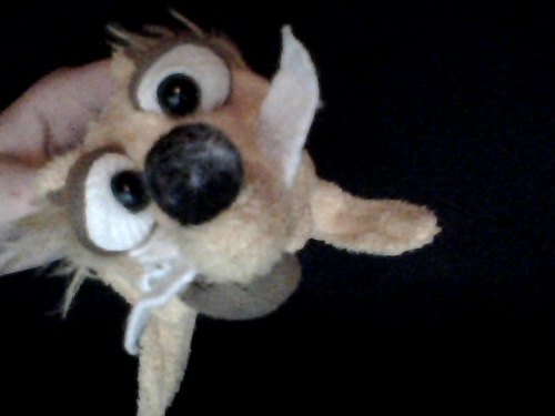 Hey I'm a squirrel called Valdy Scratch!  People call me vodka. I am 3 years old and for 2 years I lived in a shop in a zoo in Krakow. Follow me please! Thanks.