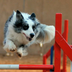 capgundog's profile picture. Just a dog who tweets, nothing unusual. Owned by the one and only @CapGunTom #DogBanter