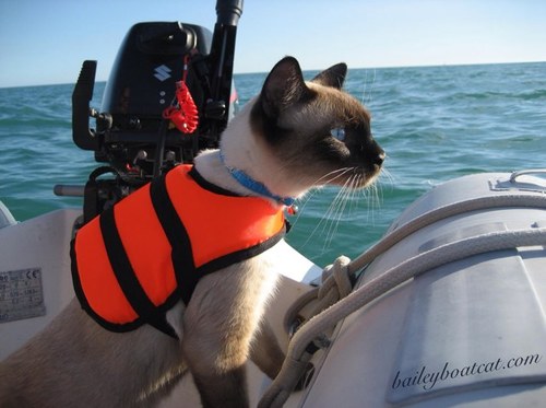 The adventures of a feline afloat preparing to go cruising around the world.
