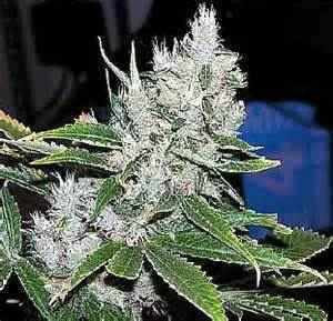 smoke all day everyday